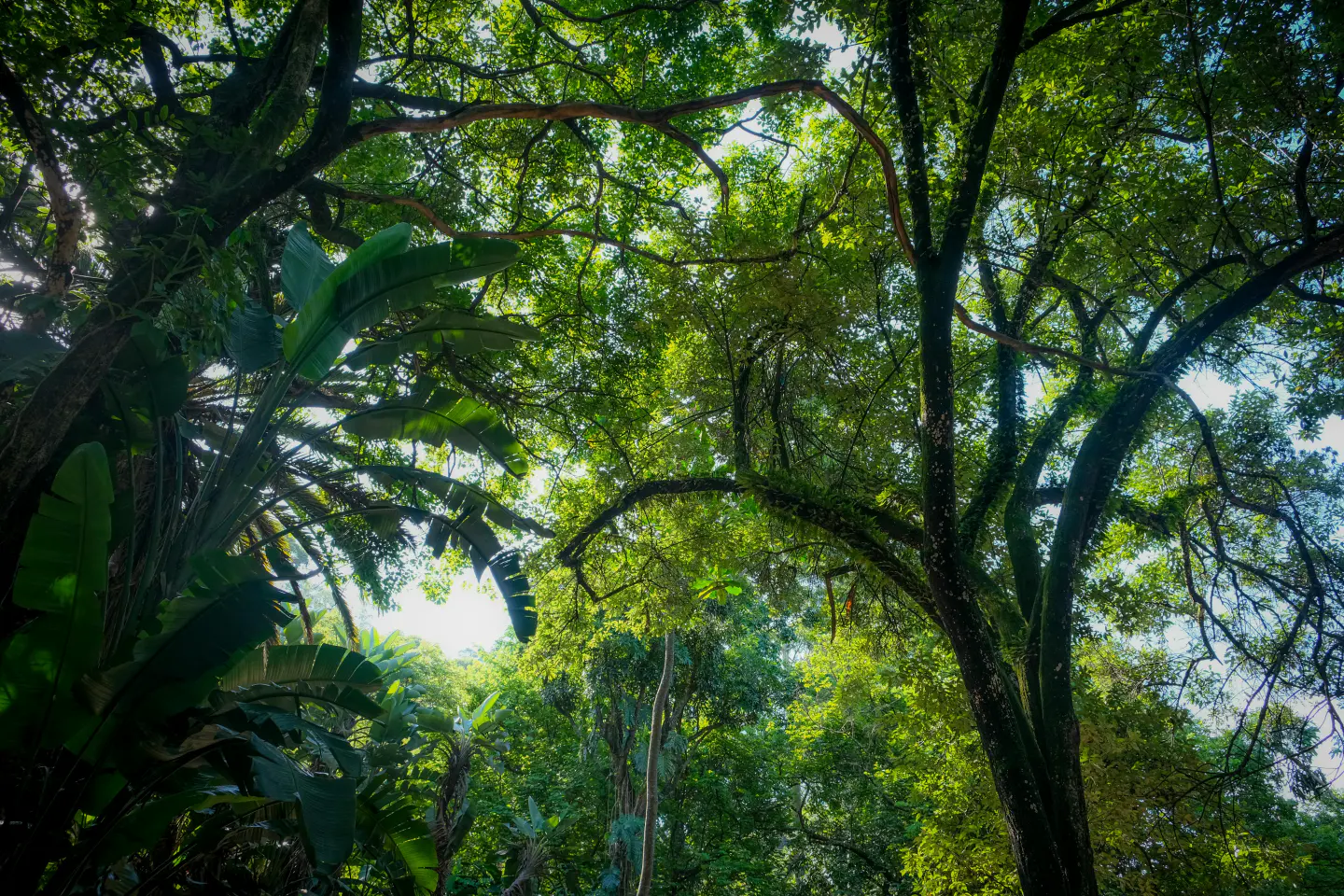 Sunlit tropical forest canopy