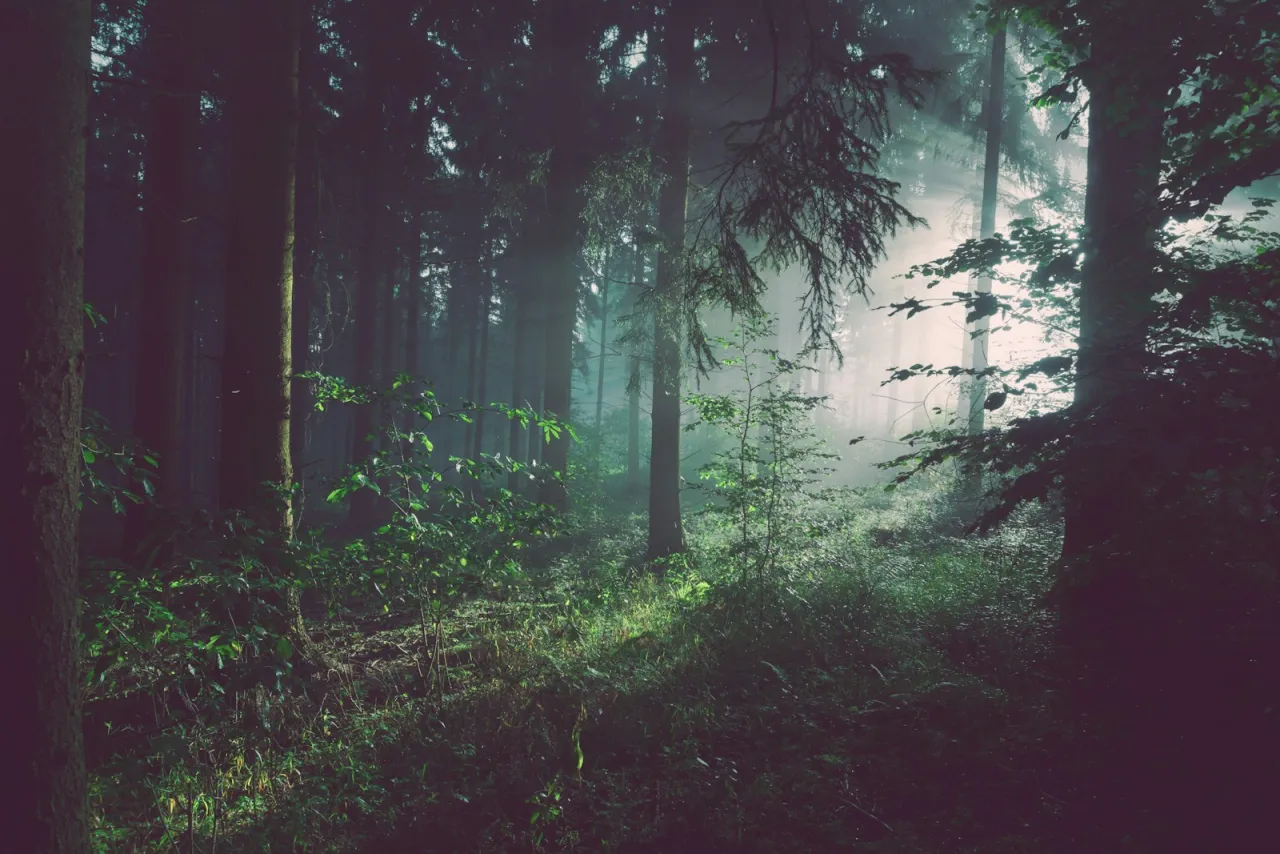 Mist drifting through a green forest