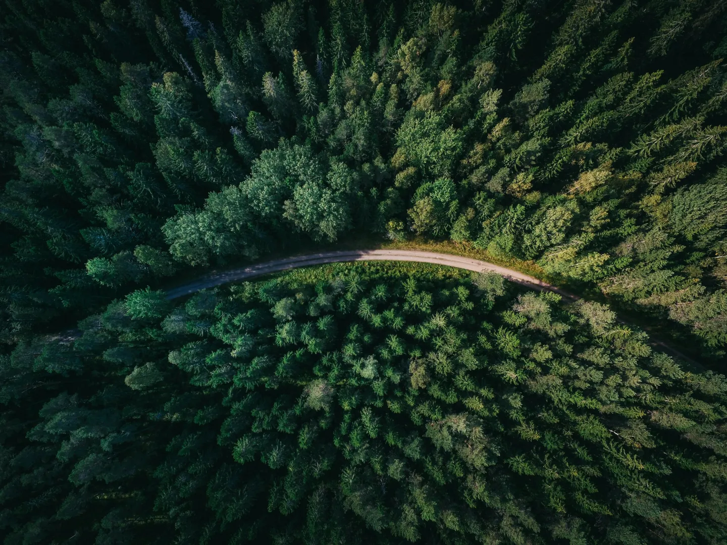 Aerial view of a winding road through dense green forest